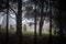 Foggy eerie graveyard mist creepy fog around headstones grave stones peaceful atmosphere old abandoned derelict English churchyard