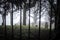 Foggy eerie graveyard mist creepy fog around headstones grave stones peaceful atmosphere old abandoned derelict English churchyard