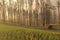 Foggy farmland in java