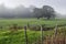 Foggy farmland, New Zealand