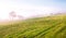 Foggy field for sheep grazing in England