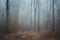 Foggy Forest Abstraction