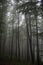 Foggy forest with beech, fir and pine. Rainy weather. National p