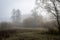 Foggy forest clearing, Kampinos National Park, Poland