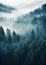 The Foggy Forest: A Closeup of Rustic Spruce Trees