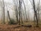 Foggy forest. fallen tree trunks. old autumn forest. gloomy mysterious