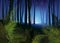 Foggy forest with forest fern  illustration. Tree trunks in blue mist. Fog in night forest  illustration