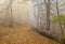 Foggy forest landscape in Crimean mountains