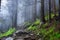 Foggy forest in the mountains. Landscape with trees and mist. Landscape after rain. A view for the background.