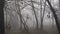 Foggy forest or park autumn landscape panorama