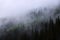 Foggy forest of the pine trees. Landscape with high mountains. The early morning mist. Summer day. A place to relax in the