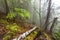 Foggy forest in Romanian Carpathian mountains