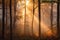 foggy forest with sunrise, magical and ethereal atmosphere