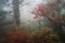 foggy forest with towering tree, misty fog and red berries