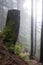 Foggy forest, tree stump hovering over the grouse grind trail in north Vancouver, canada