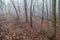 Foggy forest in winter