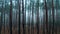 Foggy forest wood mysterious view scary weather autumn