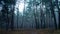 Foggy forest wood mysterious view scary weather autumn