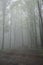 Foggy Forrest