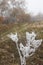 Foggy frosty morning in an autumn field with dried hogweed stalks