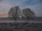 Foggy frozen field with two trees