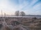 Foggy frozen field with two trees