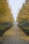 Foggy Gingko trees along a lane in early winter
