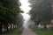 Foggy gray paved sidewalk surrounded by green trees and benches