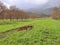 Foggy Green Farmland and Orchard, Greece