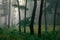 Foggy green forest after rain