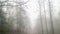 Foggy haze in mountain passes in smoky mountains