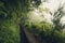 Foggy hiking path in the forest in Levada do Caldeirao Verde Trail, Madeira island, Portugal