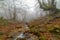 Foggy landscape in beech forest of a magical forest with enchanted beech trees and magical fairytale atmosphere