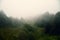 Foggy landscape with green tress forest in myst, moody natural mountain background