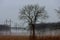 foggy landscape in the greenwood, hornbeam trees, rainy autumn wether, gloomy mood