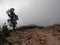 Foggy landscape, pine trees and volcanic mountains in the fog, Tenerife, Canary islands, Spain