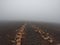 Foggy landscape, road and volcanic mountains in the fog, Tenerife, Canary islands, Spain