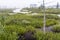 Foggy Marsh off Raquette Lake