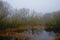 Foggy marshland landscape with bare trees and reed reflecting in the water