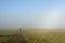 Foggy meadow