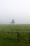 Foggy misty morning sunrise country farm landscape long tree in pasture with fence