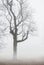 Foggy moody scene with leafless tree