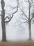 Foggy moody scene with leafless trees in fog