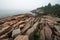 Foggy morning in Acadia National Park, Maine.