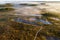 Foggy morning in a bog situated in Soomaa National Park