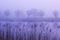 Foggy morning on canal in Netherlands.