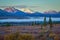 Foggy morning in Denali national park, Alaska