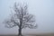 Foggy morning envelops a bare old oak tree in the country