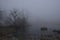 Foggy morning. Gray mystical landscape