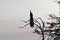 Foggy morning in the National Park. A peacock on a tree meets the dawn